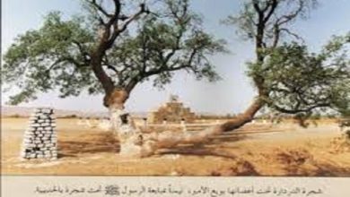 شجرة الدردار